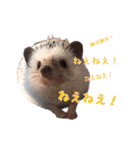 ハリネズミふーちゃんの日常（個別スタンプ：13）