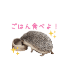 ハリネズミふーちゃんの日常（個別スタンプ：15）