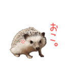 ハリネズミふーちゃんの日常（個別スタンプ：16）