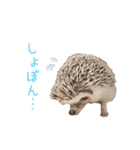 ハリネズミふーちゃんの日常（個別スタンプ：17）