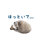 ハリネズミふーちゃんの日常（個別スタンプ：18）