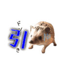 ハリネズミふーちゃんの日常（個別スタンプ：20）