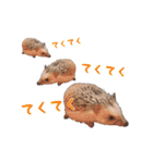 ハリネズミふーちゃんの日常（個別スタンプ：21）