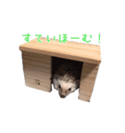 ハリネズミふーちゃんの日常（個別スタンプ：23）