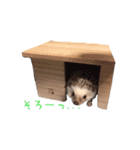 ハリネズミふーちゃんの日常（個別スタンプ：24）