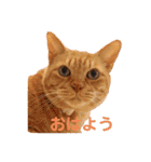 うちネコズスタンプ（個別スタンプ：1）