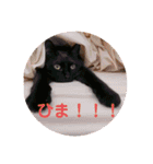 うちネコズスタンプ（個別スタンプ：6）