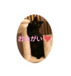うちネコズスタンプ（個別スタンプ：10）