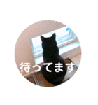 うちネコズスタンプ（個別スタンプ：14）