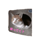 うちネコズスタンプ（個別スタンプ：16）