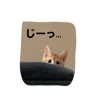うちのタラトロ①（個別スタンプ：4）