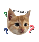 うちのタラトロ①（個別スタンプ：7）