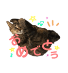 むぎねこ2（個別スタンプ：1）