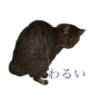 むぎねこ2（個別スタンプ：2）