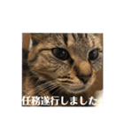 むぎねこ2（個別スタンプ：5）