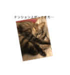 むぎねこ2（個別スタンプ：6）