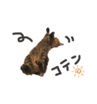 むぎねこ2（個別スタンプ：19）
