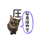むぎねこ2（個別スタンプ：22）