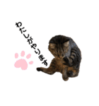 むぎねこ2（個別スタンプ：28）