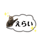 むぎねこ2（個別スタンプ：34）