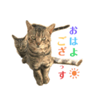 よく家に来てくれる野良猫ちゃん達（個別スタンプ：1）