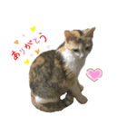 よく家に来てくれる野良猫ちゃん達（個別スタンプ：2）