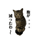 よく家に来てくれる野良猫ちゃん達（個別スタンプ：3）