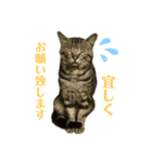 よく家に来てくれる野良猫ちゃん達（個別スタンプ：4）