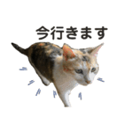 よく家に来てくれる野良猫ちゃん達（個別スタンプ：5）