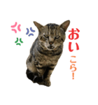 よく家に来てくれる野良猫ちゃん達（個別スタンプ：6）