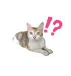 よく家に来てくれる野良猫ちゃん達（個別スタンプ：7）