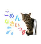 よく家に来てくれる野良猫ちゃん達（個別スタンプ：8）