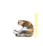 よく家に来てくれる野良猫ちゃん達（個別スタンプ：9）