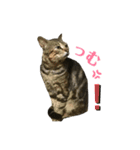 よく家に来てくれる野良猫ちゃん達（個別スタンプ：10）