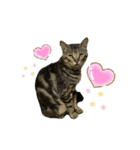 よく家に来てくれる野良猫ちゃん達（個別スタンプ：11）