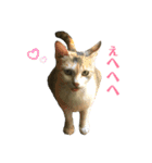 よく家に来てくれる野良猫ちゃん達（個別スタンプ：13）