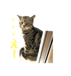 よく家に来てくれる野良猫ちゃん達（個別スタンプ：14）