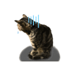 よく家に来てくれる野良猫ちゃん達（個別スタンプ：15）