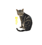 よく家に来てくれる野良猫ちゃん達（個別スタンプ：16）