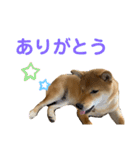 柴犬ゆきちくん（個別スタンプ：2）