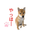 柴犬ゆきちくん（個別スタンプ：10）