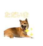 柴犬ゆきちくん（個別スタンプ：11）