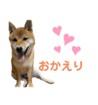 柴犬ゆきちくん（個別スタンプ：12）