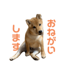 柴犬ゆきちくん（個別スタンプ：14）