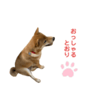 柴犬ゆきちくん（個別スタンプ：15）