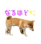 柴犬ゆきちくん（個別スタンプ：16）