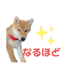 柴犬ゆきちくん（個別スタンプ：17）