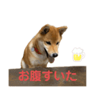 柴犬ゆきちくん（個別スタンプ：20）