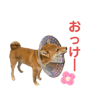 柴犬ゆきちくん（個別スタンプ：26）