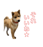 柴犬ゆきちくん（個別スタンプ：30）